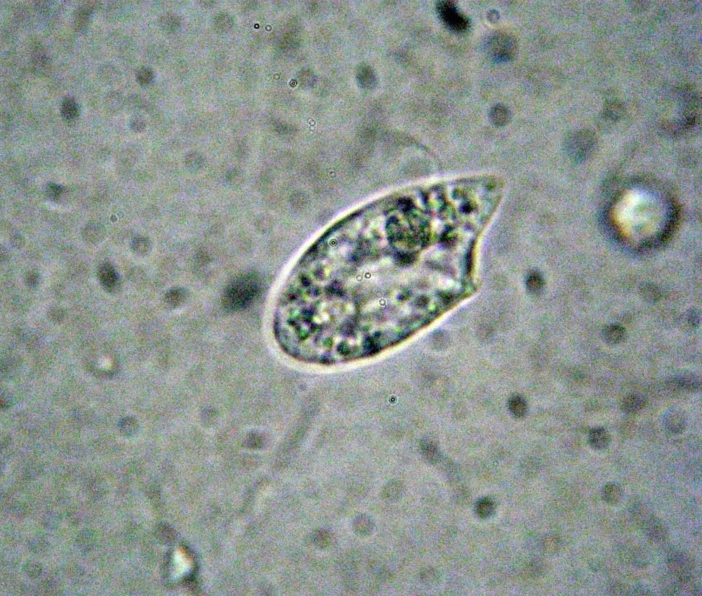 Oxyrrhis marina, dinoflagellato marino